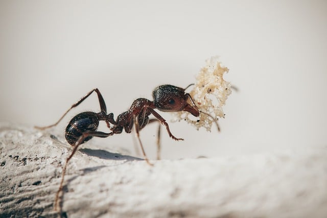 Insekten aus dem Haushalt fernhalten – Tipps und Tricks