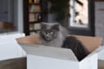 Katze Adoption